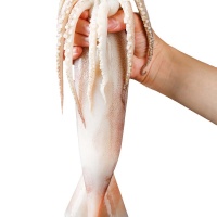 Mực ống tươi mới từ thiên nhiên
